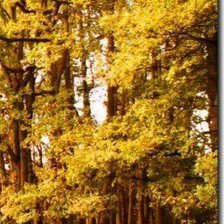 Схема вышивки «осенний парк - модуль4»