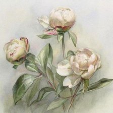 Схема вышивки «пионы»