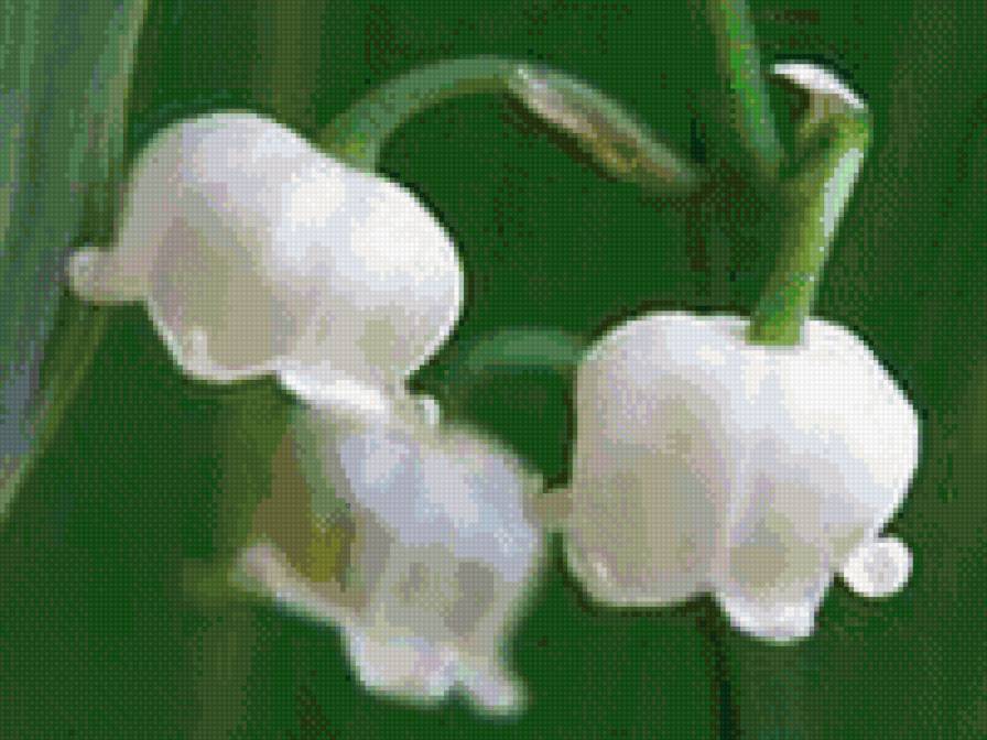 ландыши - цветы, весна, ландыши - предпросмотр