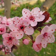 Схема вышивки «цветущая весна»