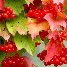 Схема вышивки «калина»