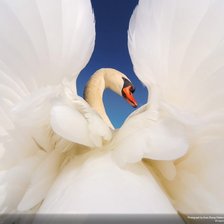 Схема вышивки «лебедь2»