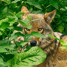 Схема вышивки «в крапиве»