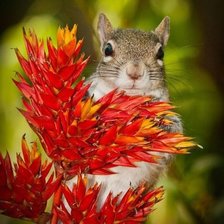 Схема вышивки «белочка»