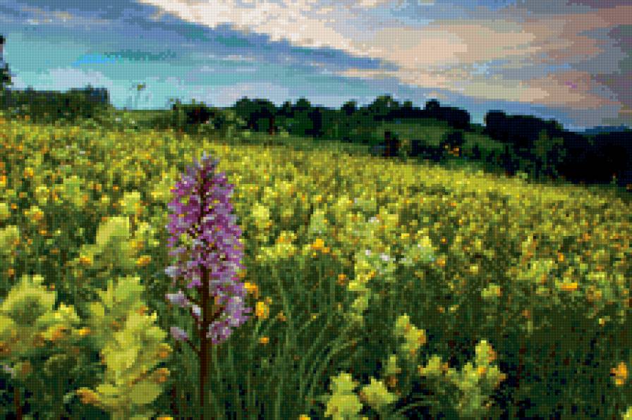 луг - пейзаж, луг, природа, цветы - предпросмотр