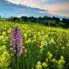 Схема вышивки «луг»