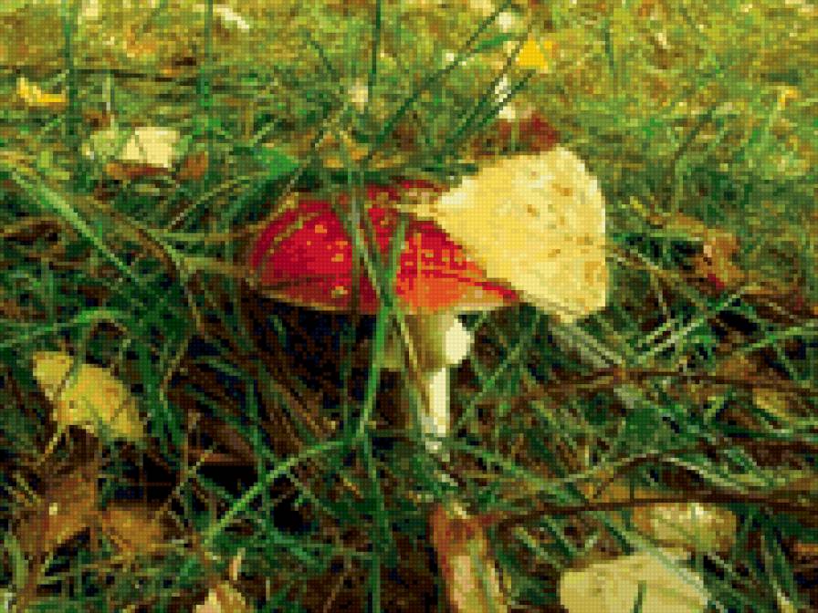 Мухомор - грибы - предпросмотр