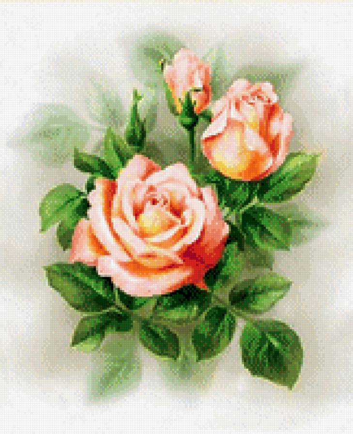 Нежные розы - природа, акварель, розы, цветы - предпросмотр