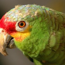 Схема вышивки «попугай»