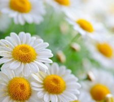 Схема вышивки «Ромашки»