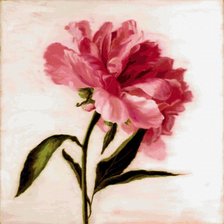 Схема вышивки «пионы»