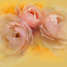 Схема вышивки «пионы»