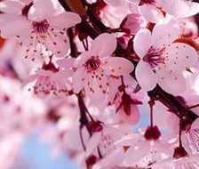 Схема вышивки «Сакура»