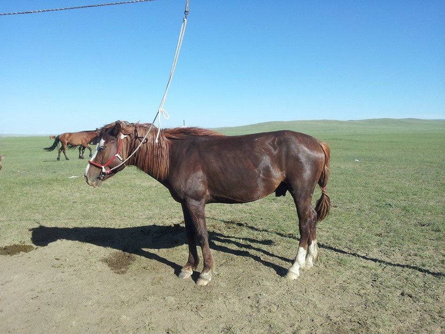 otgoo - оригинал