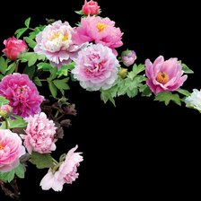 Схема вышивки «серия "цветы"»