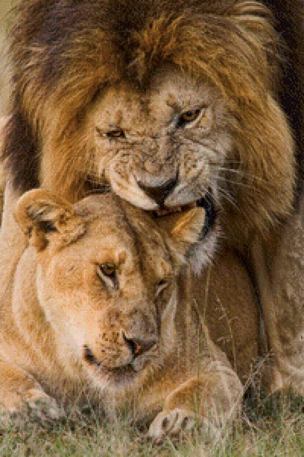 Пара - животные, кошки - предпросмотр