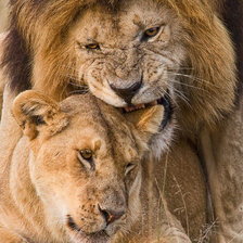 Схема вышивки «Пара»