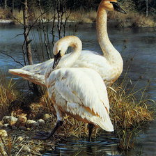 Схема вышивки «Лебеди»