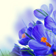 Схема вышивки «Крокус»