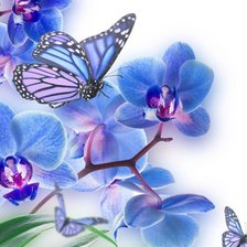 Схема вышивки «Голубые архидеи»