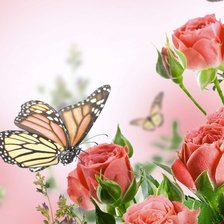 Схема вышивки «Бабочка и розы»