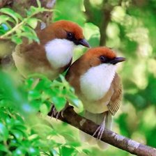 Схема вышивки «Птицы»