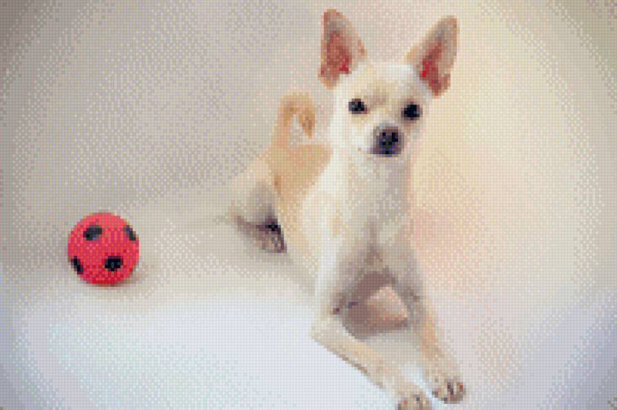 той терьер "Красавчик Боня" - предпросмотр