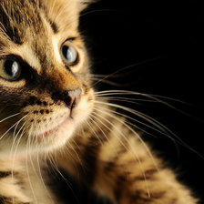 Схема вышивки «киска»