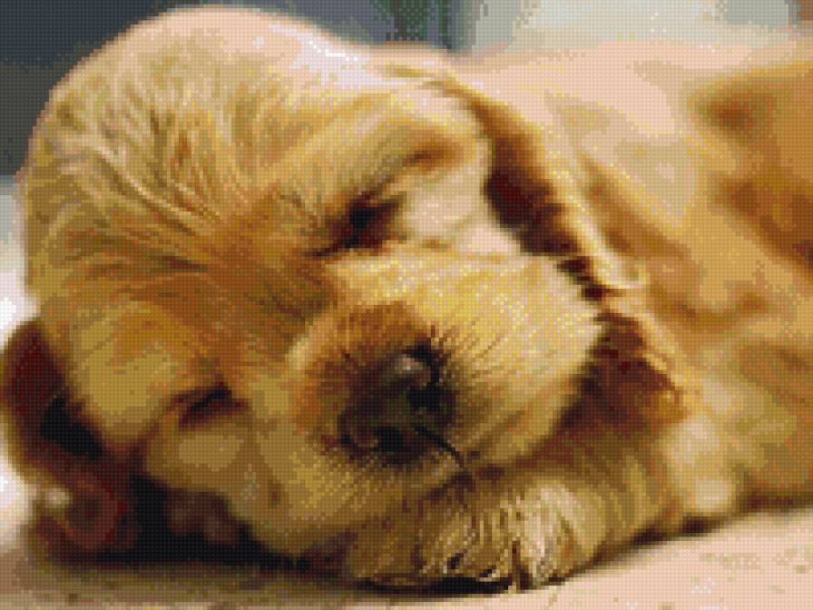 Наша РИККИ - щенки, животные - предпросмотр