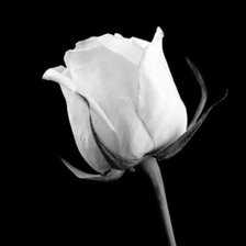 Схема вышивки «Роза»