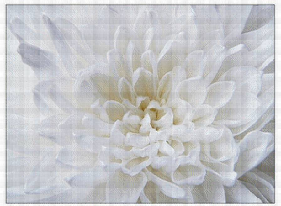 Хризантема - хризантема - предпросмотр