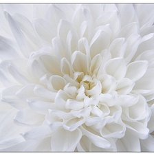 Схема вышивки «Хризантема»