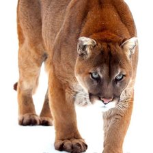 Схема вышивки «№901033»