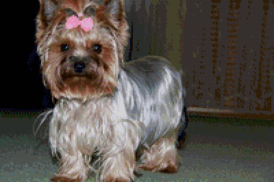 пипа2 - предпросмотр