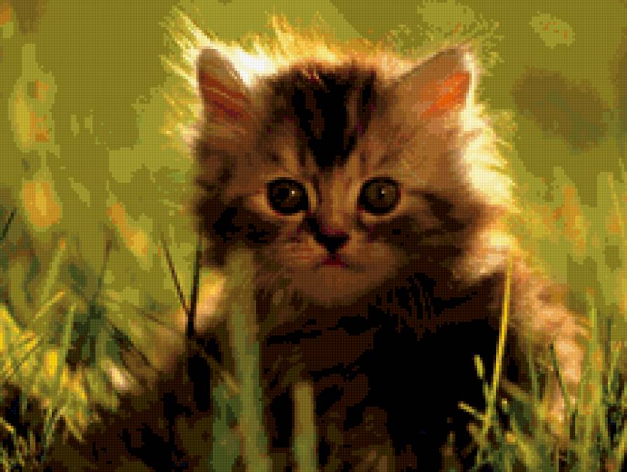 котенок - животные, котята - предпросмотр