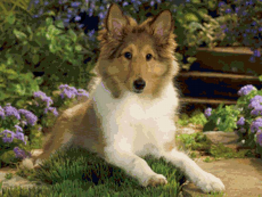 Щенок колли - собаки, щенки, житвотные - предпросмотр