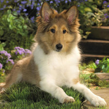 Схема вышивки «Щенок колли»