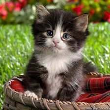 котенок в корзине