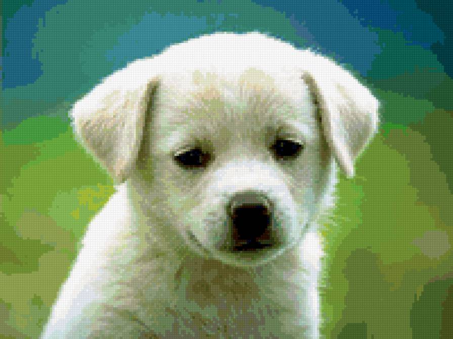 щенок лабрадора - щенки, собаки, животные - предпросмотр