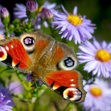 Схема вышивки «бабочка»