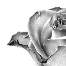 Схема вышивки «Роза»