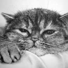 Схема вышивки «котенок»