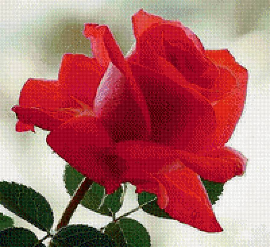 Роза - предпросмотр