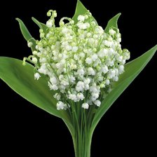 Схема вышивки «серия "ландыши"»