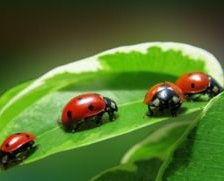 Схема вышивки «Семья букашек»