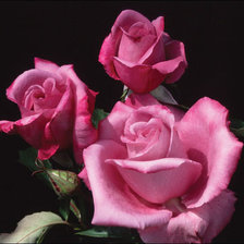 Схема вышивки «№901682»