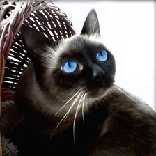 Схема вышивки «моя катя»