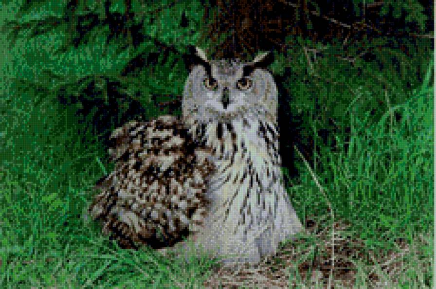 Филин под елью - ель, филин, птица - предпросмотр