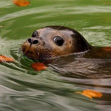 Схема вышивки «Морской котик»