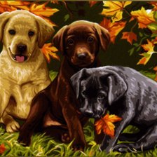 Схема вышивки «щенки»